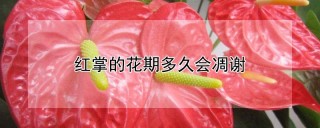 红掌的花期多久会凋谢,第1图