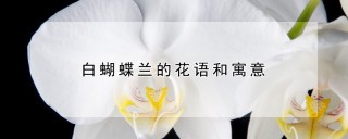 白蝴蝶兰的花语和寓意,第1图