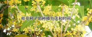 桂花种子的种植方法和时间,第1图