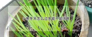 小葱冬天怎么过冬能不能冻死,第1图