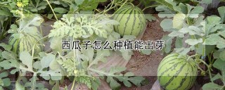 西瓜子怎么种植能出芽,第1图