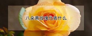 八朵黄玫瑰代表什么,第1图