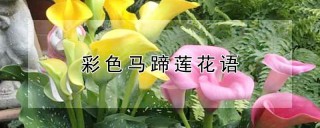 彩色马蹄莲花语,第1图