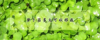 萝卜苗多大可以移栽,第1图