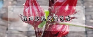 洛神玫瑰花的花语,第1图