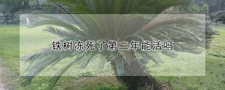 铁树冻死了第二年能活吗,第1图