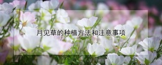 月见草的种植方法和注意事项,第1图