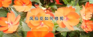 凤仙花如何修剪,第1图