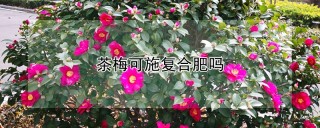 茶梅可施复合肥吗,第1图