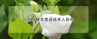 白色桔梗花是送给死人的吗,第1图