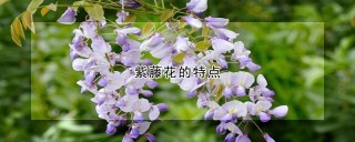 紫藤花的特点,第1图