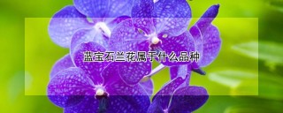 蓝宝石兰花属于什么品种,第1图