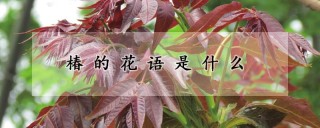 椿的花语是什么,第1图