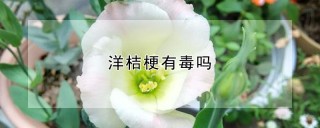 洋桔梗有毒吗,第1图