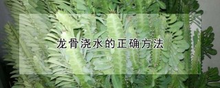 龙骨浇水的正确方法,第1图