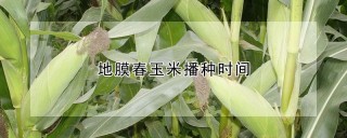 地膜春玉米播种时间,第1图