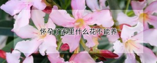 怀孕了家里什么花不能养,第1图