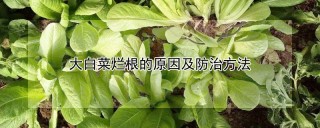 大白菜烂根的原因及防治方法,第1图