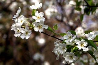 梨花的花语是什么象征,第2图