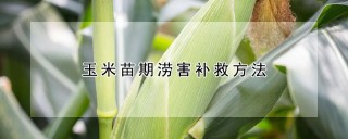 玉米苗期涝害补救方法,第1图