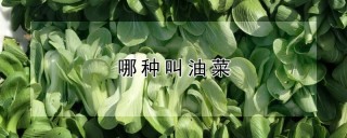 哪种叫油菜,第1图