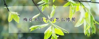 梅花长叶子后怎么修剪,第1图