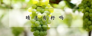 晴王有籽吗,第1图