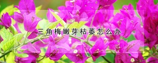 三角梅嫩芽枯萎怎么办,第1图