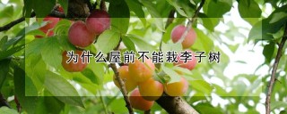 为什么屋前不能栽李子树,第1图