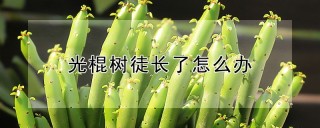 光棍树徒长了怎么办,第1图