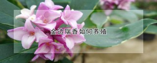 金边瑞香如何养殖,第1图