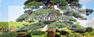 罗汉松粗枝能插活吗,第1图