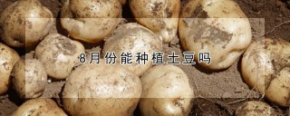 8月份能种植土豆吗,第1图