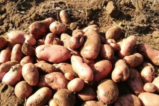 土豆什么时候种植最好 吃土豆的好处,第3图