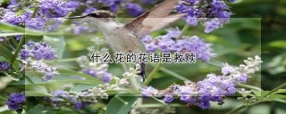 什么花的花语是救赎,第1图