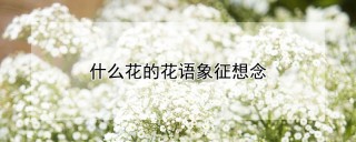 什么花的花语象征想念,第1图