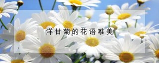 洋甘菊的花语唯美,第1图