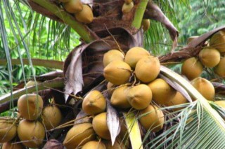 椰子靠什么传播种子的,第2图