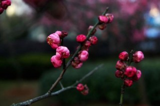 梅花为什么掉叶子，梅花掉叶子原因以及解决方法,第1图