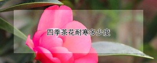 四季茶花耐寒多少度,第1图