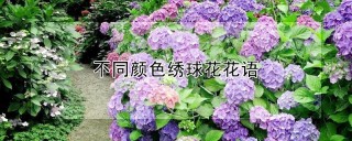 不同颜色绣球花花语,第1图