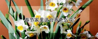 春节家里适合养什么花,第1图