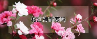 松红梅耐寒吗,第1图