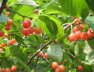 红豆杉会开花吗，红豆杉悉心养护三年能开花结果,第8图