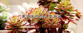 蒂亚多肉怎么变多头,第1图