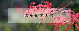 彼岸花常见吗,第1图