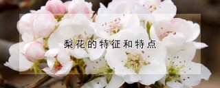 梨花的特征和特点,第1图