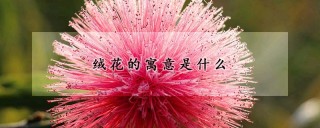 绒花的寓意是什么,第1图