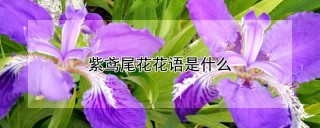 紫鸢尾花花语是什么,第1图