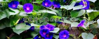 有报时功能的花有哪些,第1图